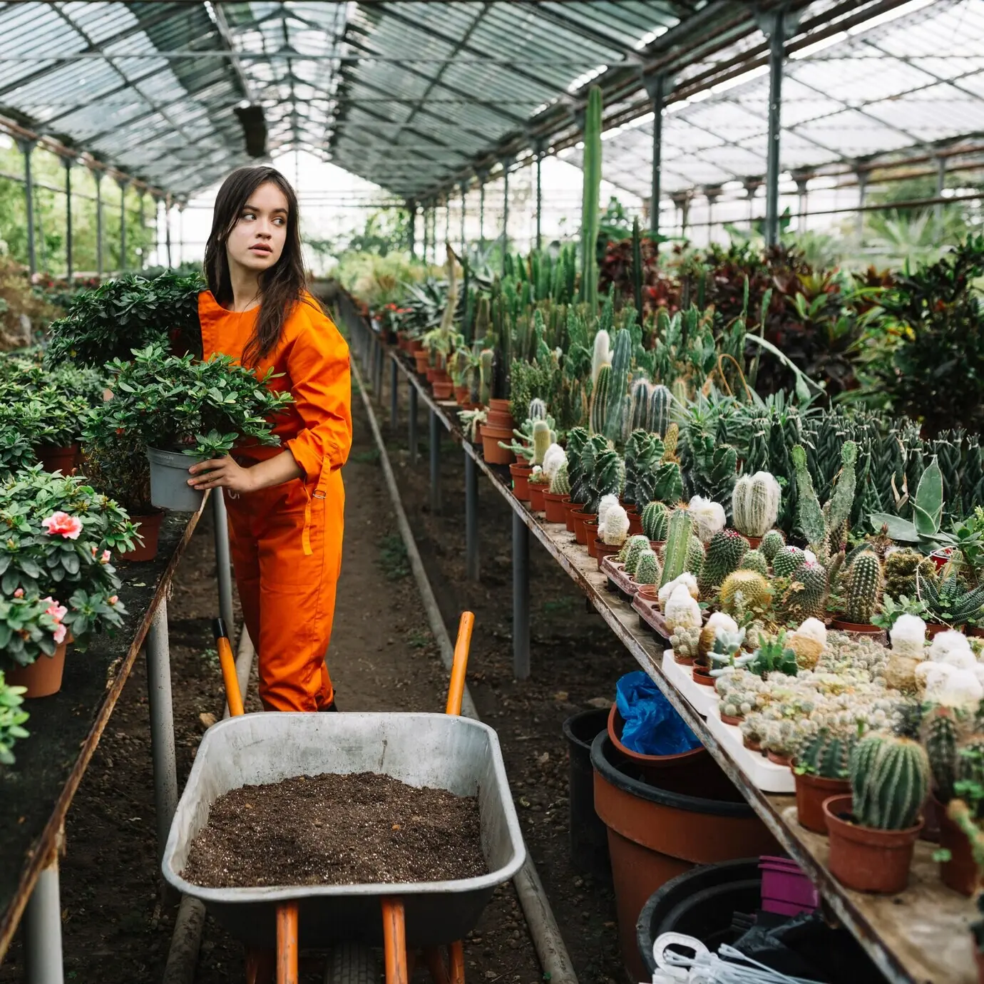 In a greenhouse, a female gardener holds a potted plant.